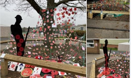 Photos showing the wonderful display of poppies at our Tollfield campus